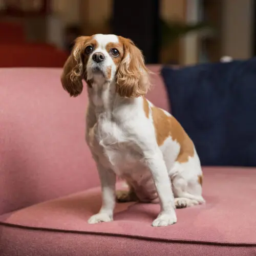 Tilly Farrell, Head of Happiness at Kin London, sitting on a pink chair